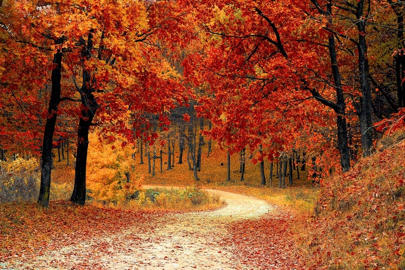 Forest Hiking Trails