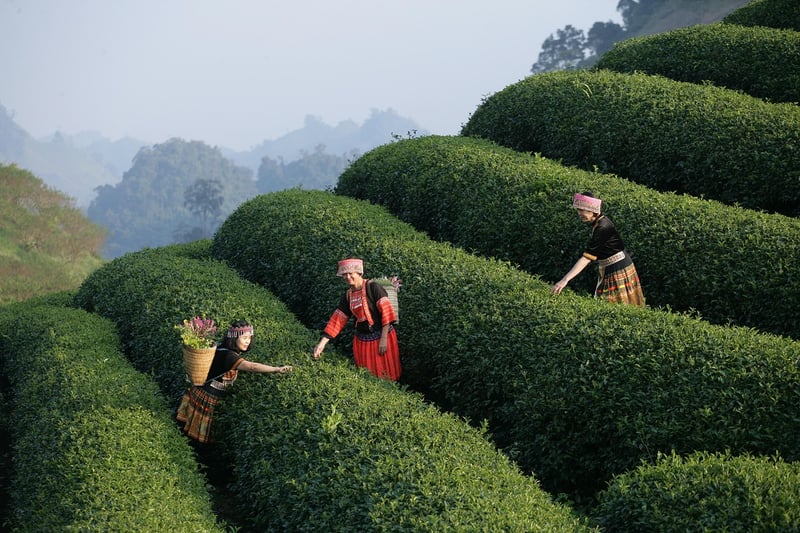 Local Festivals Experience