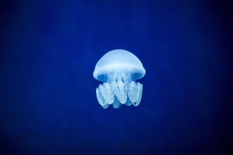 Oceanic Wonders