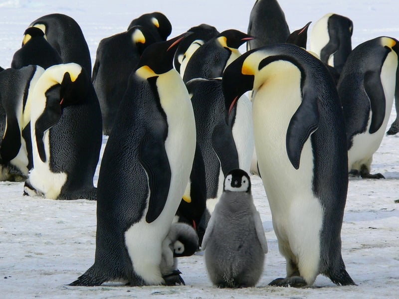 Antarctic Expedition