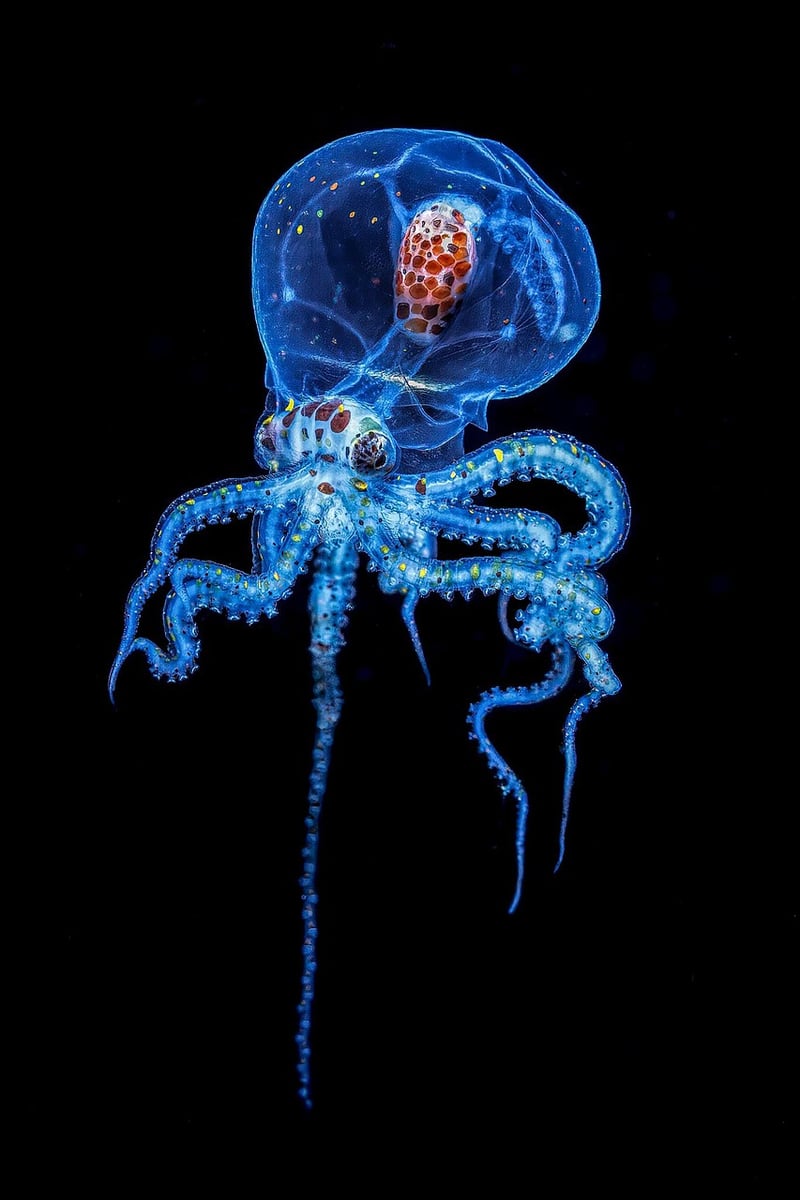 Bioluminescence