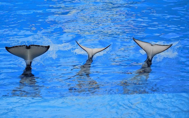 Whale